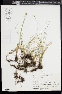 Carex praegracilis image