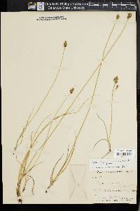 Carex praegracilis image