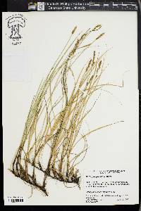 Carex praegracilis image