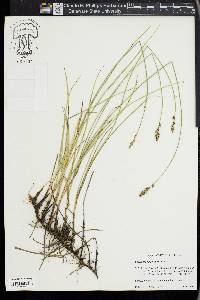 Carex praegracilis image