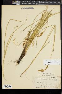 Carex prairea image