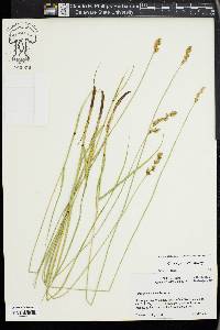 Carex prairea image