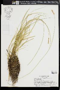 Carex prairea image