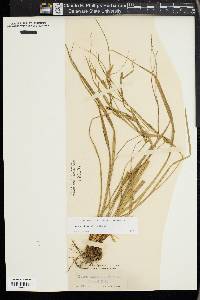 Carex planispicata image