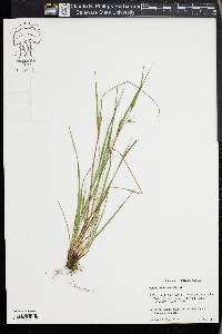 Carex planispicata image