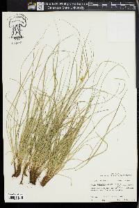 Carex planostachys image