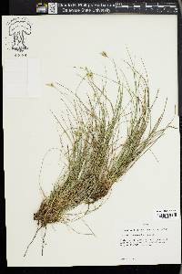 Carex planostachys image