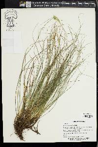 Carex planostachys image