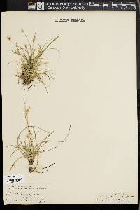 Carex planostachys image