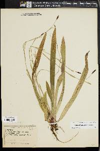 Carex plantaginea image