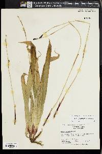 Carex plantaginea image