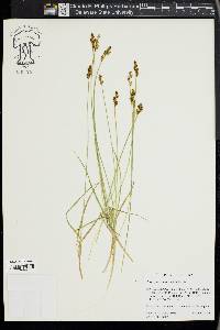 Carex praeceptorum image