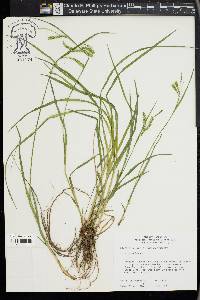 Carex prasina image