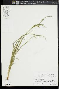 Carex prasina image