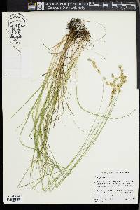 Carex praticola image