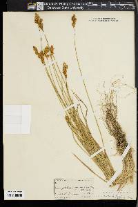 Carex praticola image