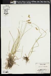 Carex praticola image