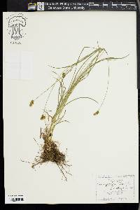 Carex preslii image