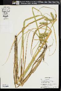 Carex pseudocyperus image