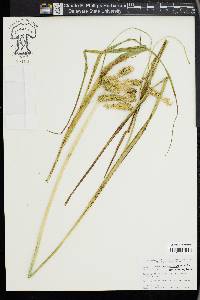 Carex pseudocyperus image