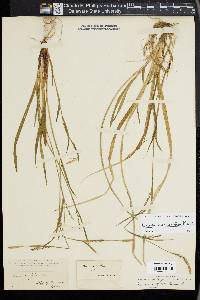 Carex purpurifera image