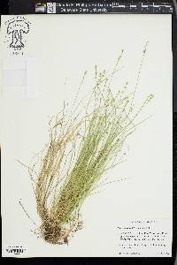 Carex radiata image