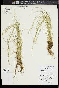 Carex radiata image