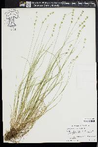 Carex radiata image