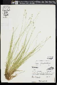 Carex radiata image