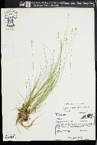 Carex radiata image