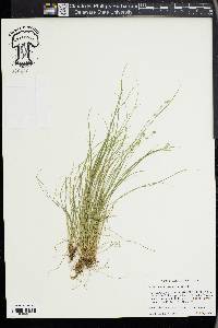 Carex radiata image