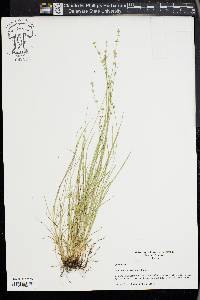 Carex radiata image