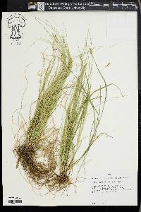 Carex radiata image