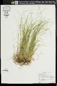 Carex radiata image