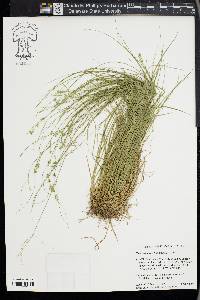 Carex radiata image