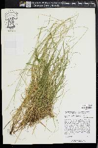 Carex radiata image