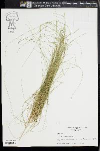 Carex radiata image