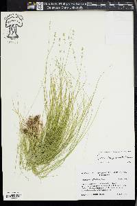 Carex radiata image