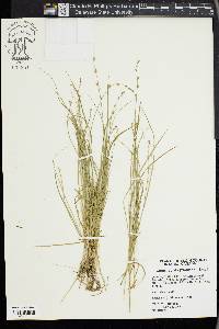 Carex radiata image