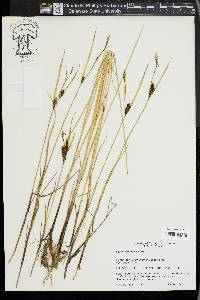 Carex ramenskii image