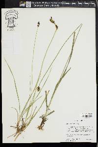 Carex raynoldsii image