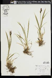 Carex raynoldsii image