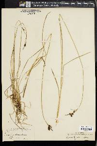 Carex raynoldsii image