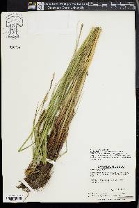 Carex recta image