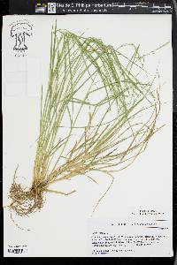 Carex remota image