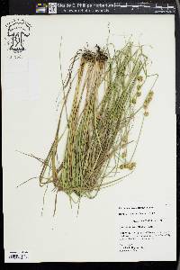 Carex reniformis image