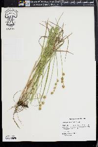 Carex reniformis image