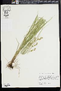 Carex reniformis image