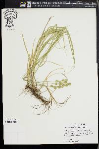 Carex reniformis image