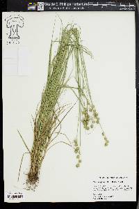 Carex reniformis image